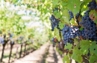 Vineyard
